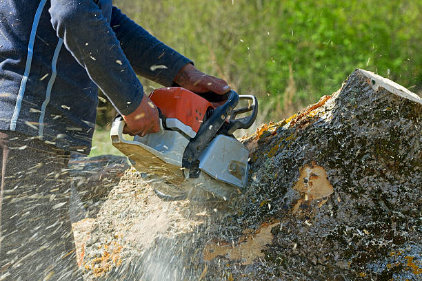  , USA Tree Services Pros